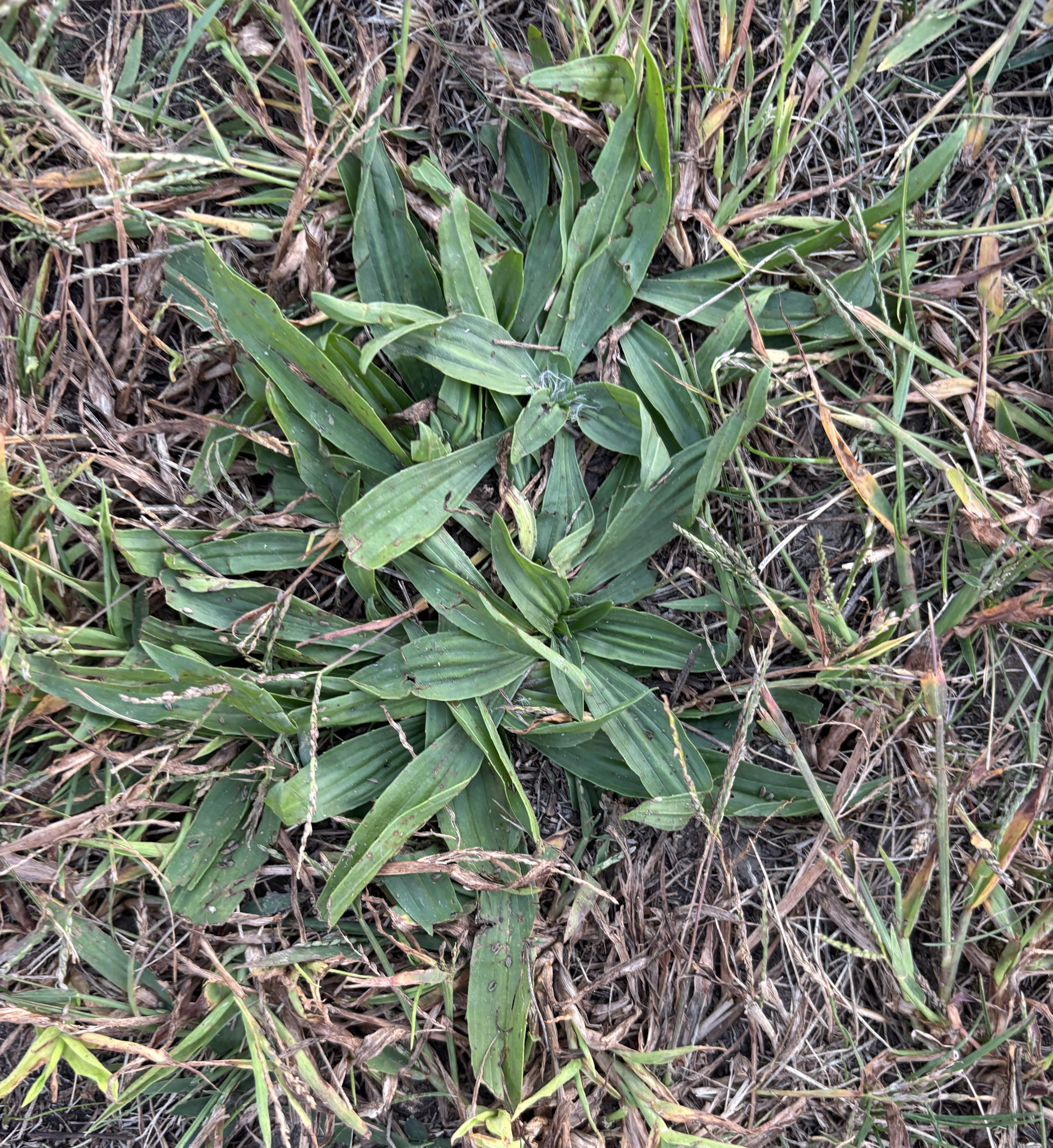 Buckhorn plantain growing from the ground.